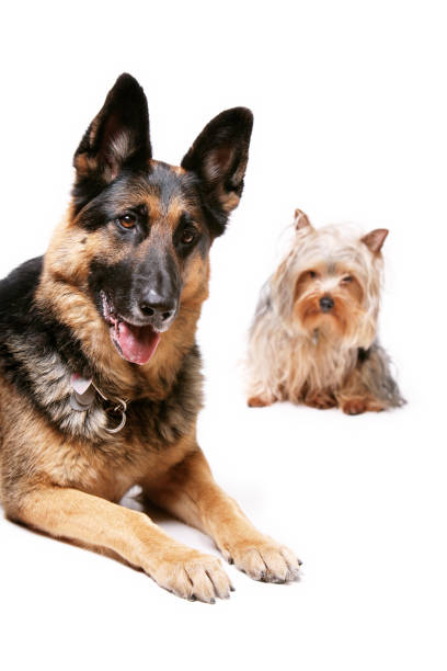 istock Dual Isolated Dogs Portrait 157179751