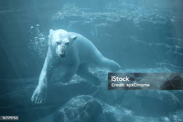 Photo libre de droit de Ours Polaire Sousmarine De Natation banque d'images et plus d'images libres de droit de Ours polaire - Ours polaire, Sous l'eau, Arctique