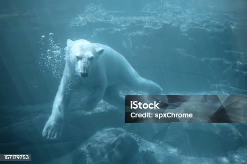 istock Polar Bear - Swimming Underwater 157179753