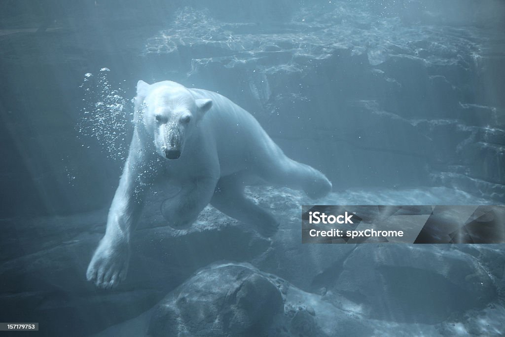 Urso Polar nadando debaixo d'água - Foto de stock de Urso polar royalty-free