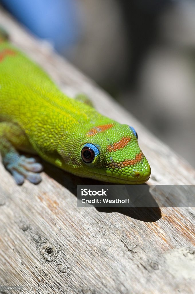 Gold Dust Day Gecko A gold dust day gecko soaks up the sunshine on the Kona coast on the big island of Hawaii Day Gecko Stock Photo