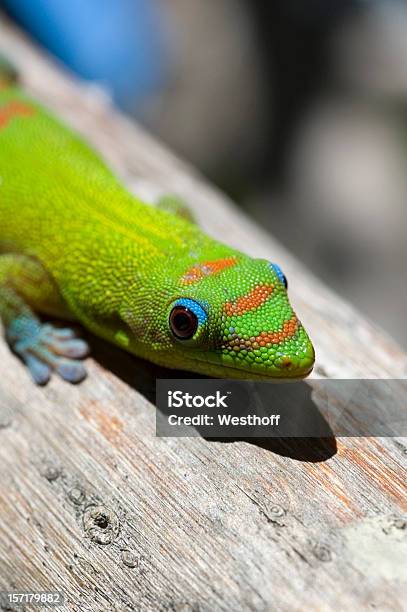 Gold Dust Day Gecko Stock Photo - Download Image Now - Day Gecko, Dust, Gold Colored