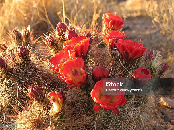 Cato Em Bloom - Fotografias de stock e mais imagens de Afiado - Afiado, Anoitecer, Beleza natural