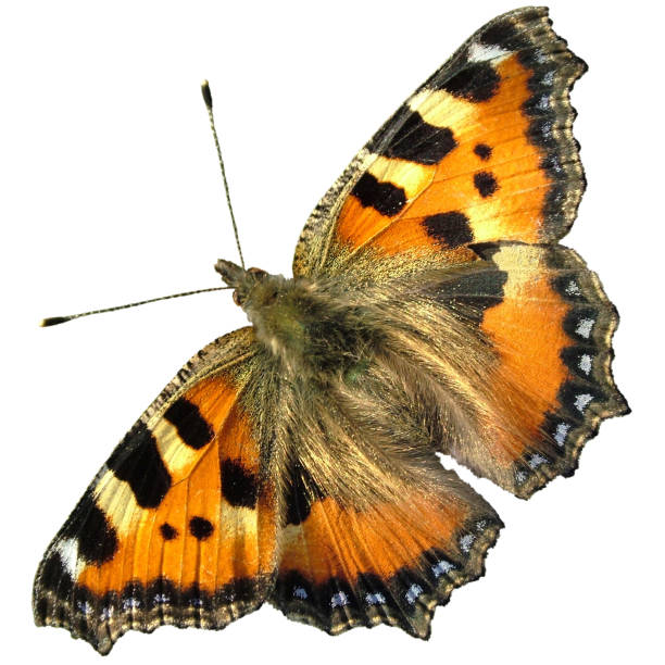 バタフライ小さな三毛 - small tortoiseshell butterfly ストックフォトと画像