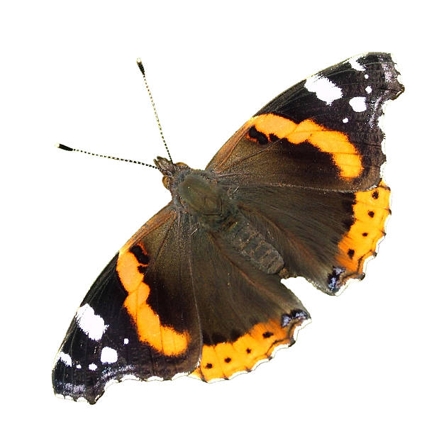 Butterfly Red Admiral  vanessa atalanta stock pictures, royalty-free photos & images