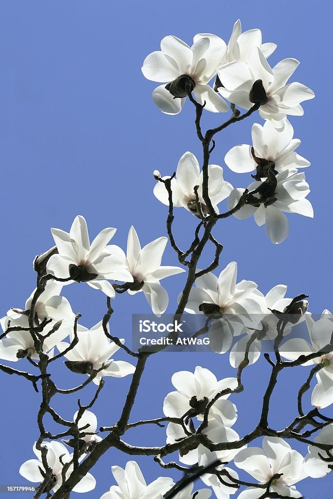 Biały Magnolia - Zbiór zdjęć royalty-free (Magnolia)