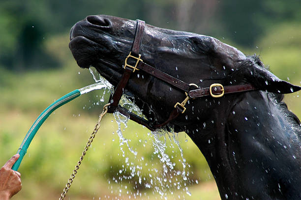 It is warm and these two horses are very thursty