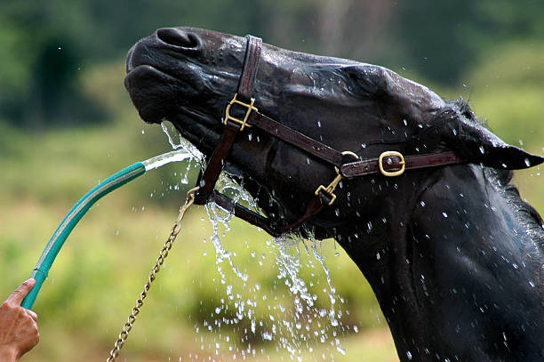Arrefecimento em um dia quente de Verão: Cavalo Mangueira de lavagem - fotografia de stock
