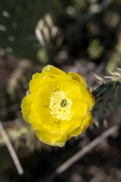 Orange-yellow flower of a Prickly Pear (Opuntia ficus-indica) on the shores of Salagou Lake