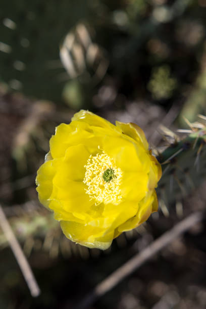 pomarańczowo-żółty kwiat opuncji (opuntia ficus-indica) nad brzegiem jeziora salagou - prickly pear fruit cactus prickly pear cactus yellow zdjęcia i obrazy z banku zdjęć