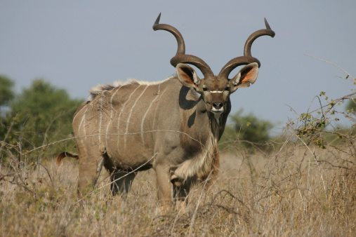 A closeup of a female Kudu looking with big ears into the camera, Kruger National Park.