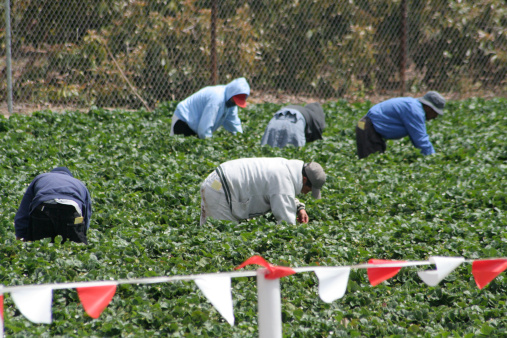 Los trabajadores migrantes en el campo photo