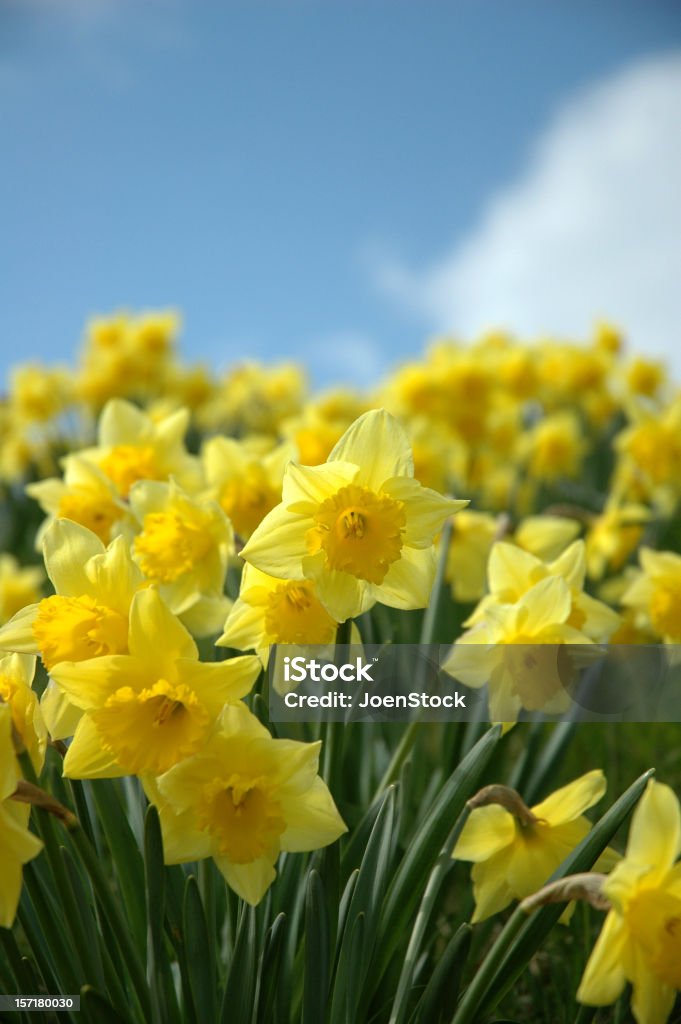 Daffodils e céu azul - Royalty-free Narciso - Flor Foto de stock