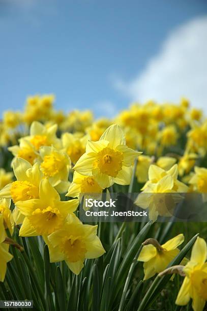 Daffodils E Céu Azul - Fotografias de stock e mais imagens de Narciso - Flor - Narciso - Flor, Céu, Ao Ar Livre