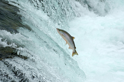 fish on in a basin of waterfall.The fish is Iwana(japanese name).This fish is still alive.