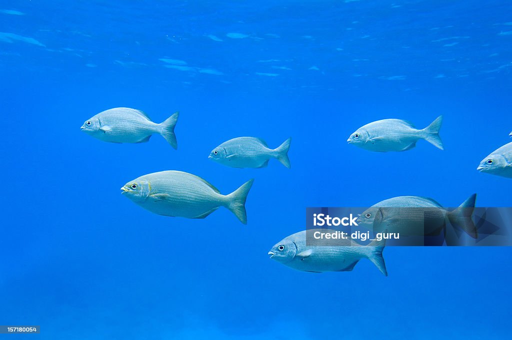 Escuela de peces en la naturaleza - Foto de stock de Agalla libre de derechos