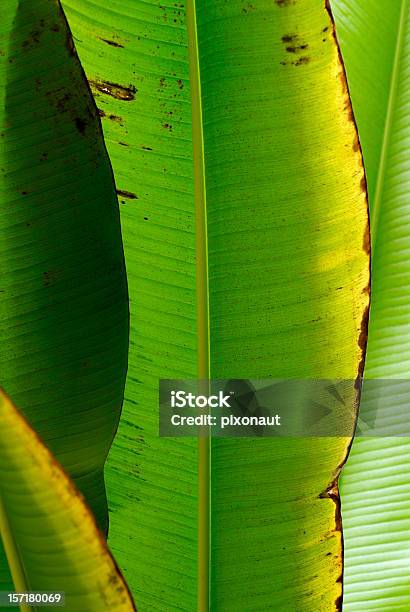 バナナの葉 - やしの葉のストックフォトや画像を多数ご用意 - やしの葉, カラー画像, バナナの葉
