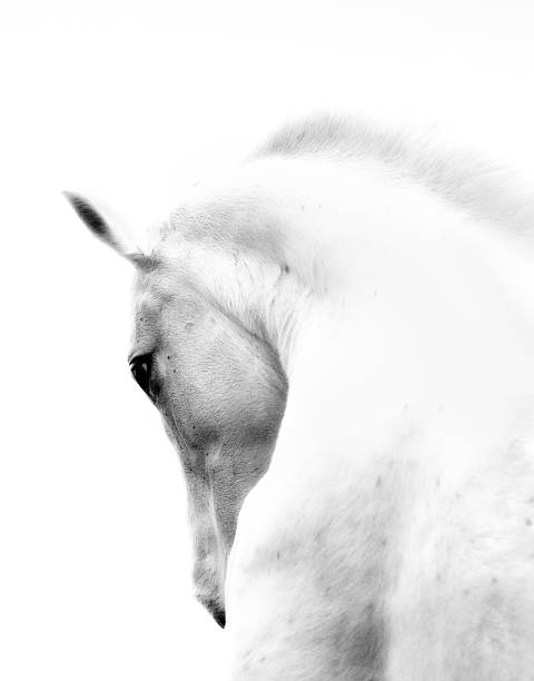 White Stallion Andalusian Horse Neck Kind Eye  animal neck photos stock pictures, royalty-free photos & images