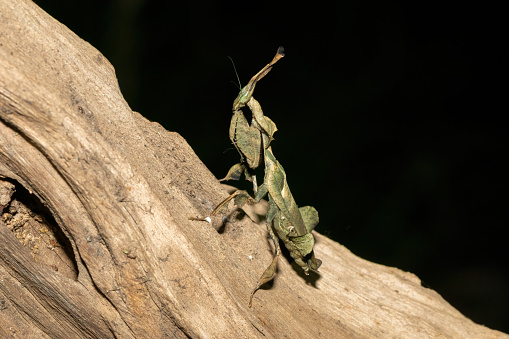 A beautiful ghost mantis displaying leaf-like camouflage in KwaZulu-Natal, South Africa