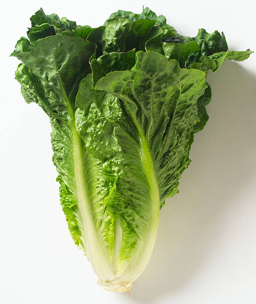 Close up of romaine lettuce on white background Romaine lettuce on white background with shadow. Romaine stock pictures, royalty-free photos & images