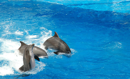 3 dolphins showing off