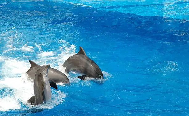 Photo of dolphins show off