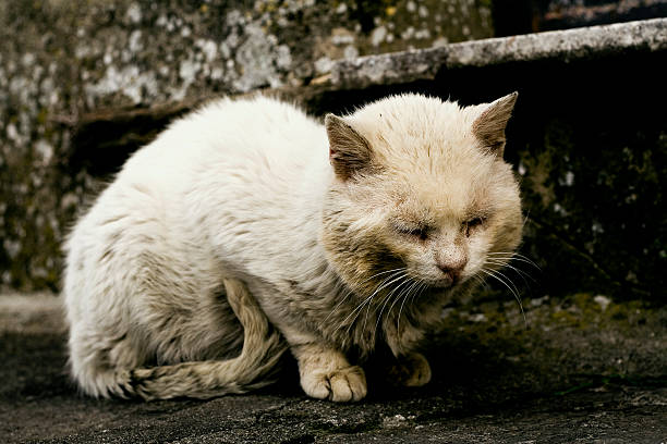 포기됨 자본가 - stray cat 뉴스 사진 이미지