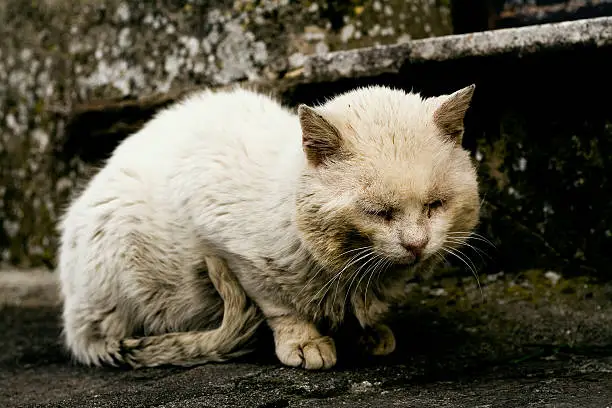 Photo of Abandoned cat