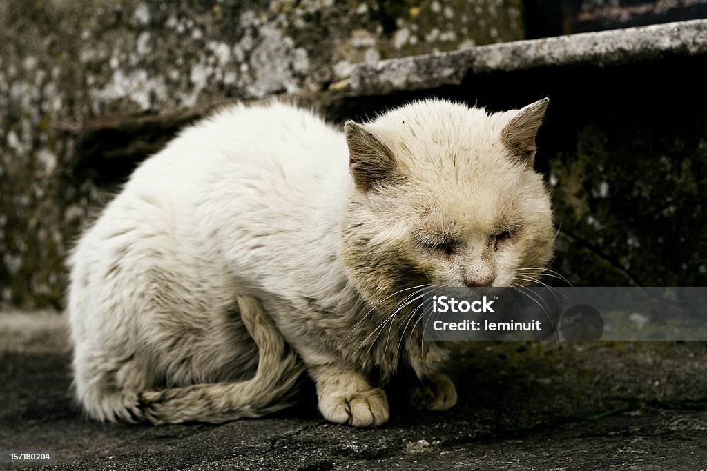 Opuszczony cat - Zbiór zdjęć royalty-free (Kot domowy)