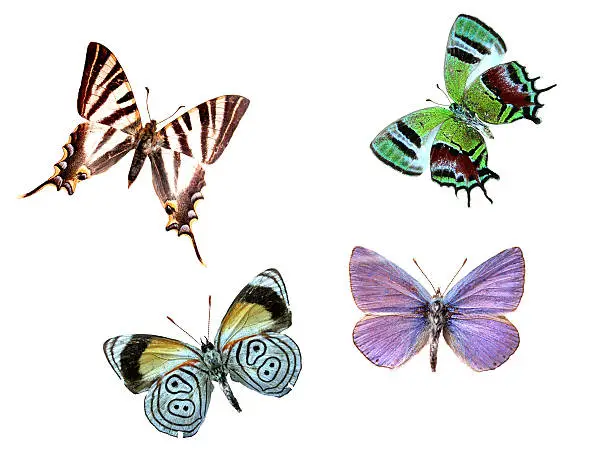 four colorful butterflies isolated with white background.