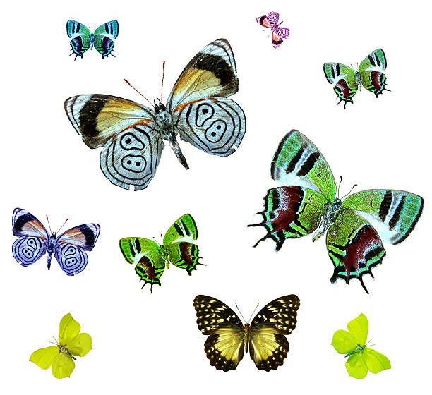 絶縁蝶が生息しています。 - butterfly monarch butterfly isolated flying ストックフォトと画像