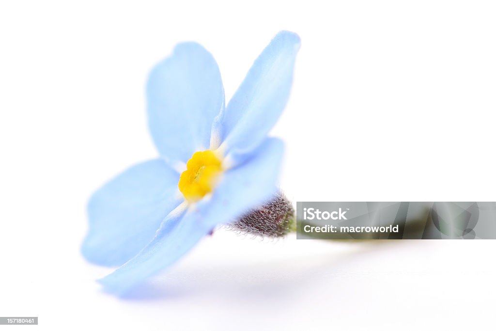 Fiore blu - Foto stock royalty-free di Non ti scordar di me