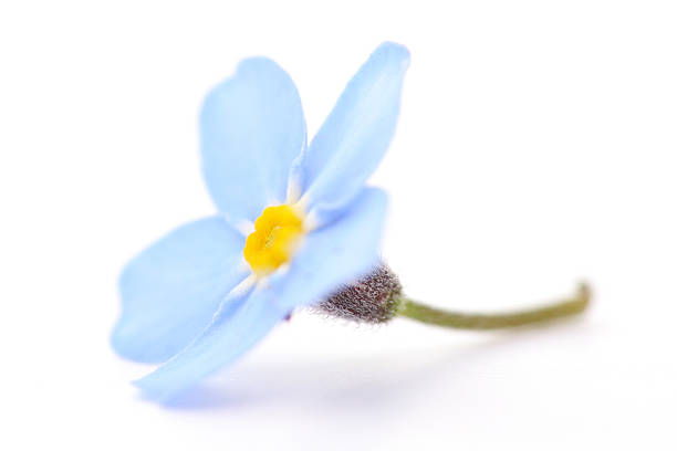 Blue Flower stock photo