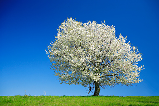 Blooming spring apple tree branch with white flowers in garden against bright blue sky spring natural background photo. Design template with copy space. Springtime blossom season gardening concept.