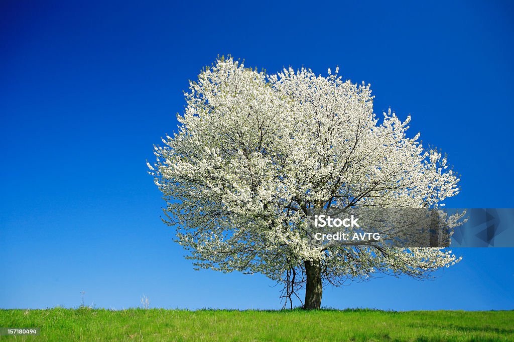 Grande árvore de cereja florescendo na Meadow na primavera paisagem - Foto de stock de Cerejeira - Árvore Frutífera royalty-free