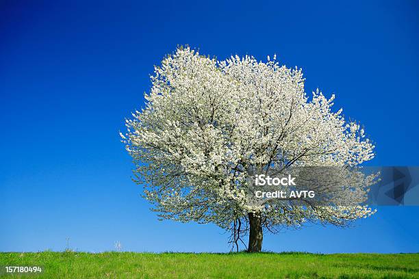 Foto de Grande Árvore De Cereja Florescendo Na Meadow Na Primavera Paisagem e mais fotos de stock de Cerejeira - Árvore Frutífera