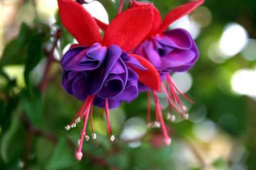 Lila Blüte einer Fuchsie in einem Garten