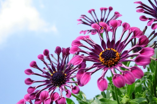Osteospermum shot against a blue sky with light cloud. All natural - light, background, no filters.