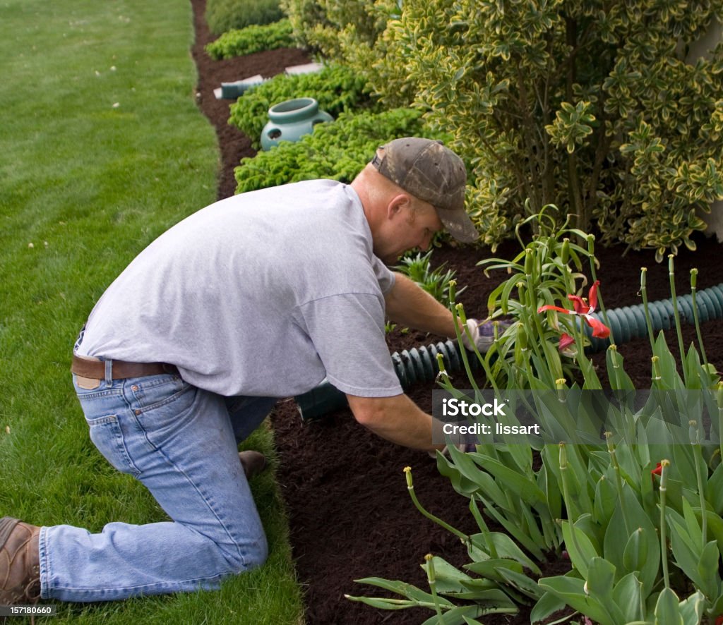 Spreading the Mulch  Mulch Stock Photo