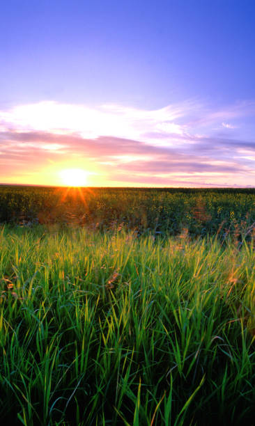 istock Starburst sunrise over wheat field 157180665