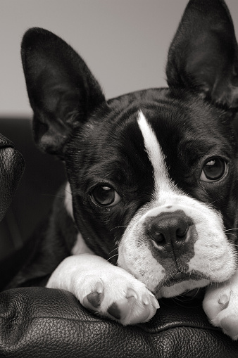 Closeup black and white portrait of a cute Boston Terrier dog lying on a couch and looking at camera.