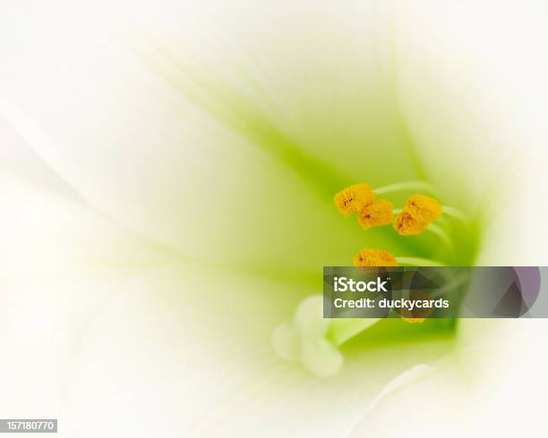 Giglio Pasquale Macro - Fotografie stock e altre immagini di Giglio pasquale - Giglio pasquale, Bellezza, Bellezza naturale