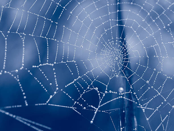 Duotone web Spider web in duotone spider web photos stock pictures, royalty-free photos & images