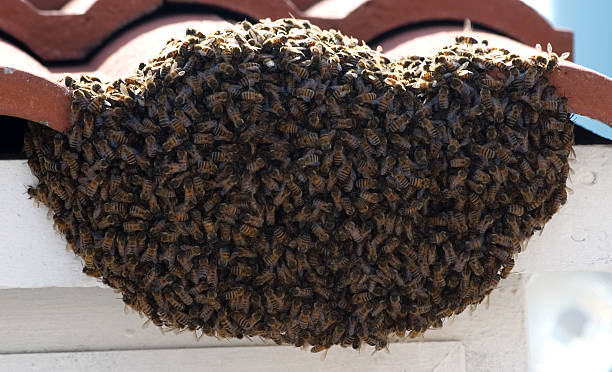 pszczoły! - swarm of bees zdjęcia i obrazy z banku zdjęć