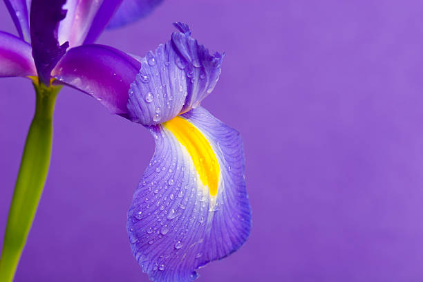 Iris IV  iris plant stock pictures, royalty-free photos & images