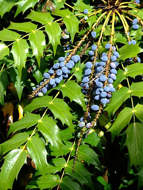 Close-up on the blue-green berries of the Mahonia aquifolium (or Berberis aquifolium or Oregon grape) in spring. The image was captured with a fast telephoto lens and a full-frame mirrorless digital camera ensuring clean and large files. Shallow depth of field with focus placed over the nearest berries. The background is blurred. The image is part of a series of different plants and compositions.