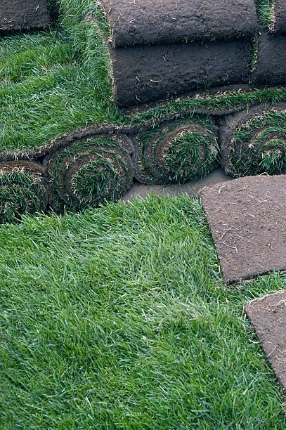istock Sod Rolls for an Instant Green Grass Lawn 157180894