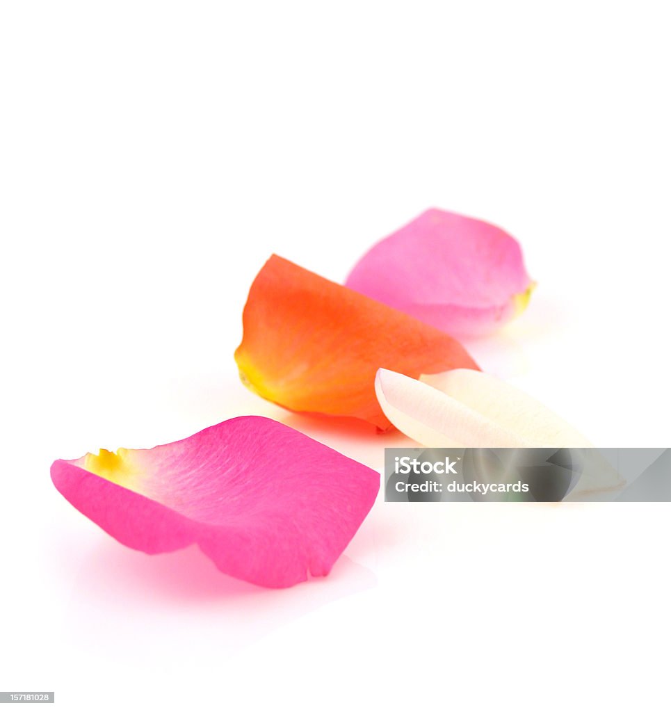 カラフルなバラの花びら - カットアウトのロイヤリティフリーストックフォト