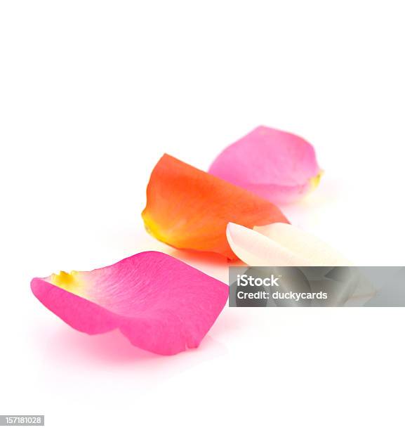 Foto de Pétalas De Rosas Coloridas e mais fotos de stock de Figura para recortar - Figura para recortar, Pétala de Rosa, Rosa - Cor