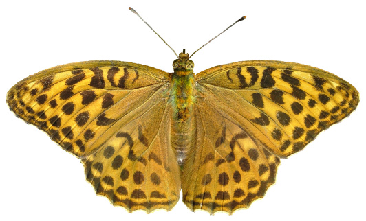 common blue charaxes (charaxes tiridates) isolated on a white background